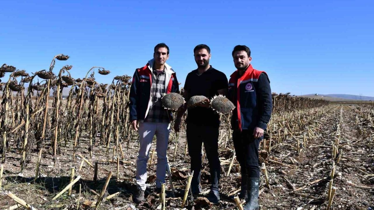 Ayçiçeği tarlalarında hasat kontrolü yapıldı