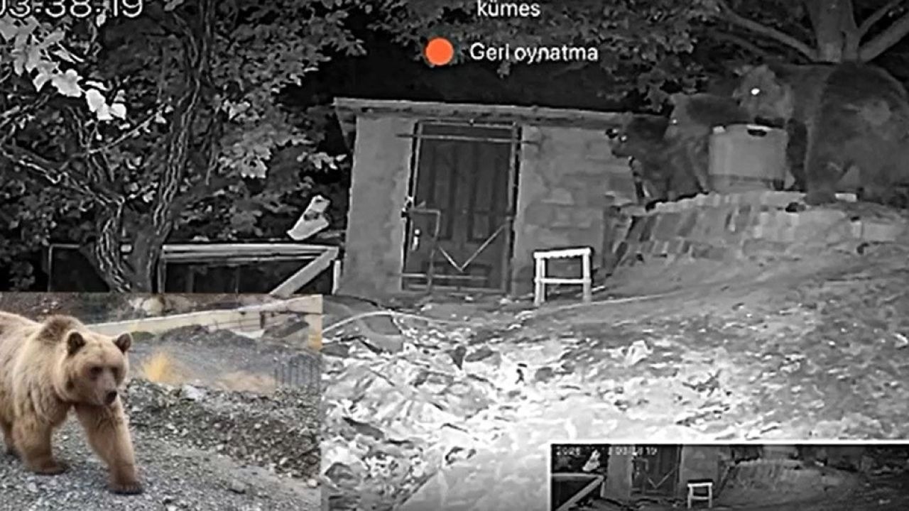 Erzincan’da 3 ayı bağ evinin bahçesine girdi