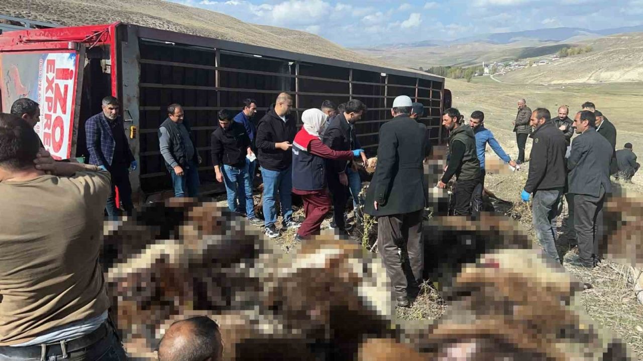 Hayvan yüklü tır devrildi: 130 küçükbaş hayvan telef oldu!