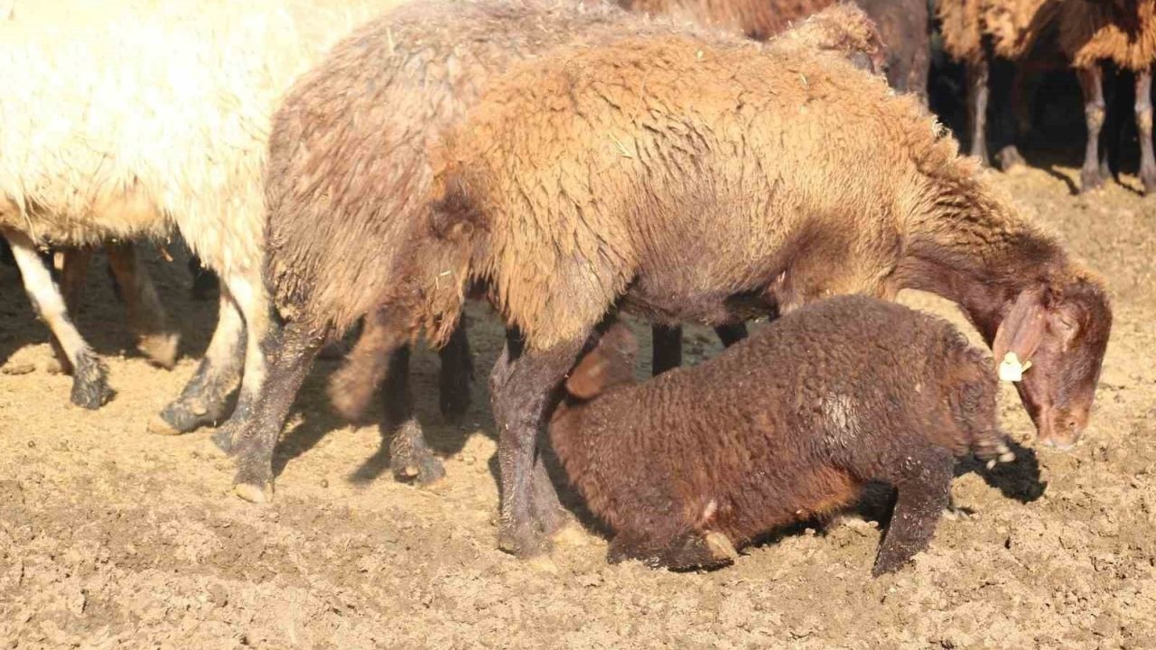 Koyun yetiştiricilerine "mavi dil" hastalığı uyarısı