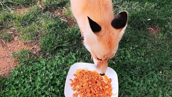 Piknik sofralarının sevimli konuğu!