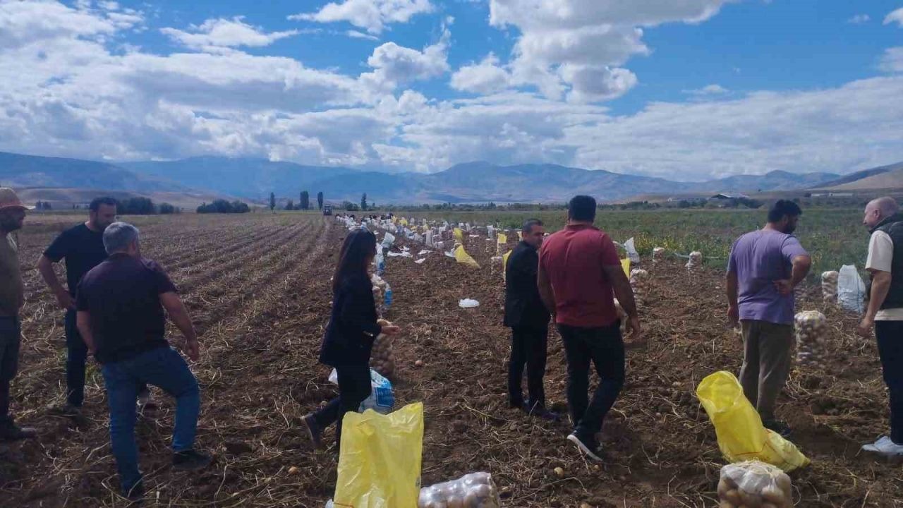 Tercan’da patates hasadı başladı