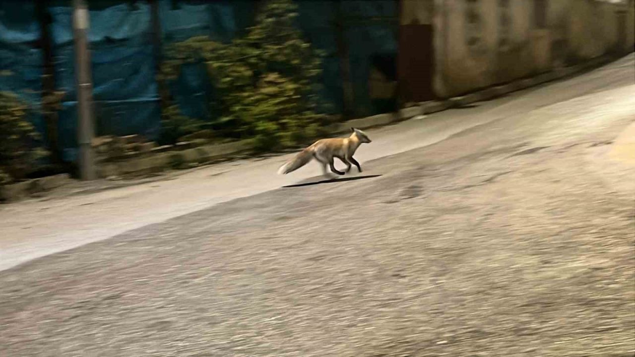 Yemeğini paylaşmak istemeyen kedi tilkiyi kovaladı